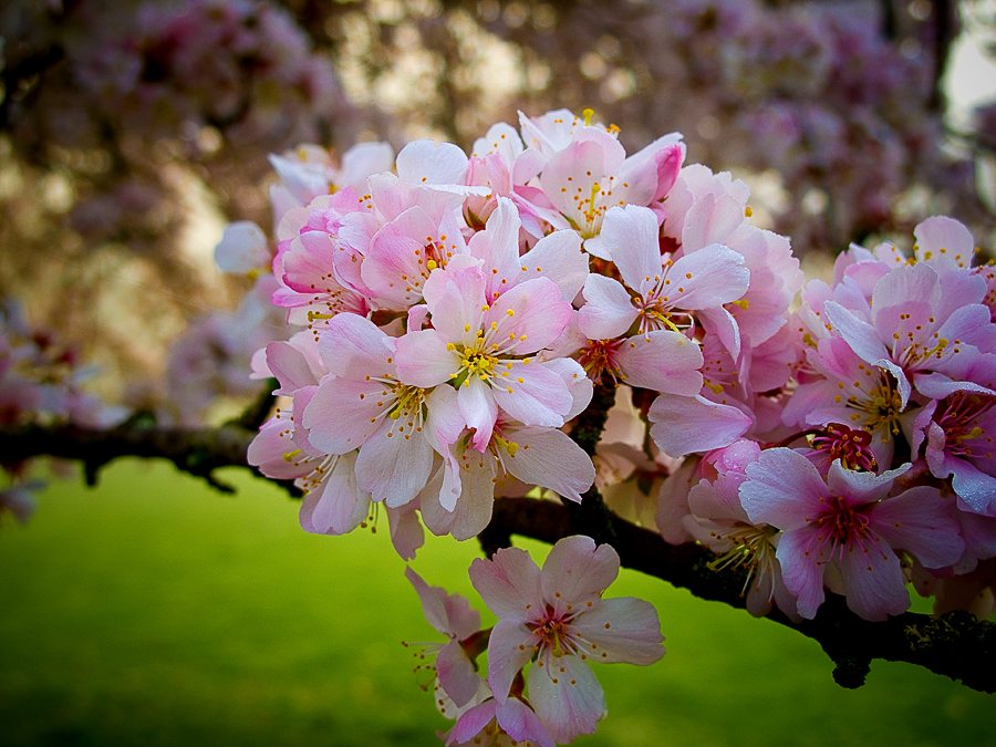 IMAGE: http://www.bladecomms.com/samples/IMG_1226.jpg